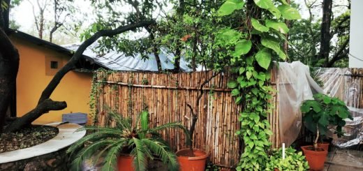 Weekend in Alibaug’s Best-Kept Secret @ Ccaza Ccomodore